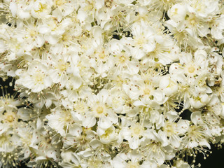 White flowers of blossoming rowan tree, sorbus aucuparia, close-up background, selective focus, shallow DOF