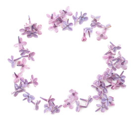 Fototapeta na wymiar lilac flowers on a white background