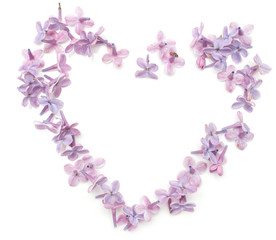 lilac flowers on a white background