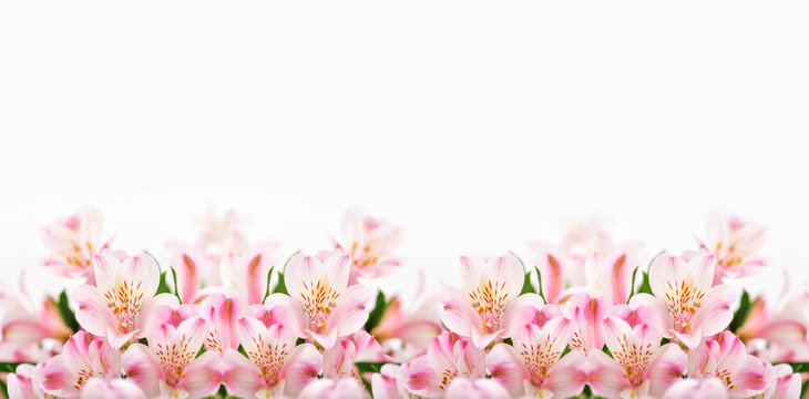 Fototapeta Pink flowers on white background with copy space.