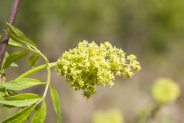 Flowers and leaves of blossoming red elderberry, Sambucus Racenosa, on branch with bokeh background macro, selective focus, shallow DOF