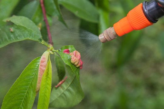 Spraying leaves fruit tree fungicide