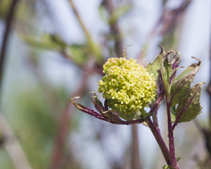 Flowers and leaves of blossoming red elderberry, Sambucus Racenosa, on branch with bokeh background macro, selective focus, shallow DOF