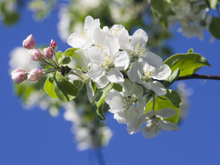 Blossom of apple tree with white flowers and pink buds on bokeh background, macro, selective focus, shallow DOF
