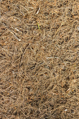 Background texture of red fir needles