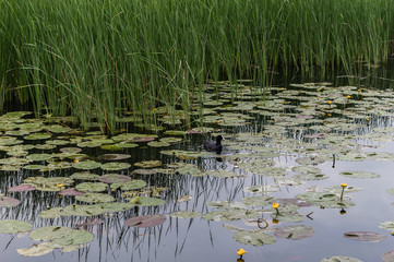 Duck Swims in the Lake among the Lotus and Reeds