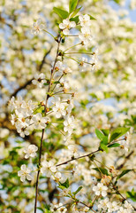 Cherry blossoms over nature background