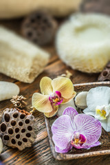 Orchid flowers