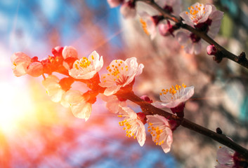 branch with pink flowers at sunset . Spring bloom trees.