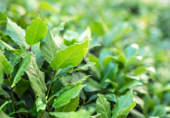 Fototapeta na wymiar Fresh leaves of laurel plant.