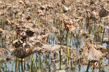 Dry lotus leaf

