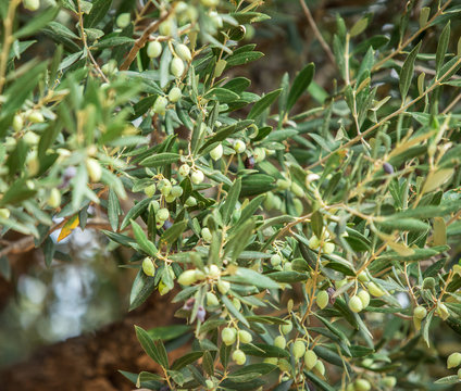 Branch of olive tree with berries on it. Closeup.