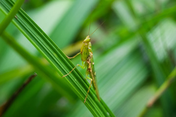 Mantis (Tenodera aridifolia sinensis)