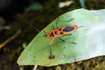 Red cotton bug, Cotton stainer (Dysdercus cingulatus)Insects.