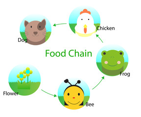 Food chain for kids
