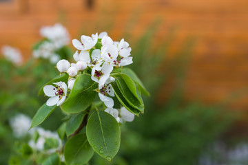 цветущая груша