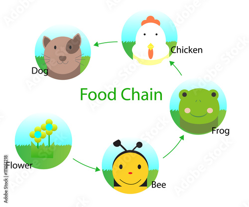 "Food chain for kids " Stock image and royalty Biology Diagrams