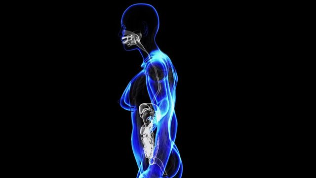 Transition body - female digestive system - body. Loop
