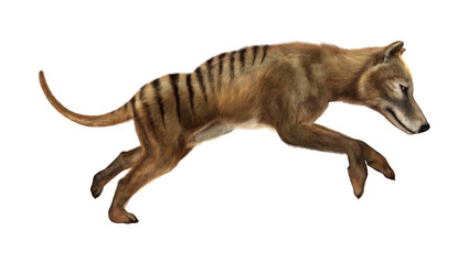 3D Rendering Thylacine on White