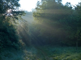 magical rys of light in a forest in sunrise - obrazy, fototapety, plakaty
