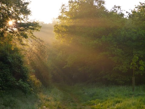 magical rys of light in a forest in sunrise