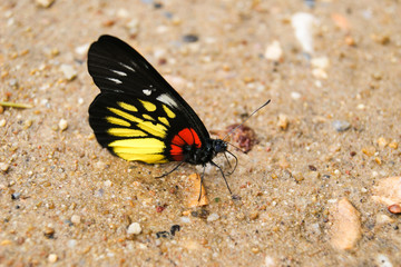 Fototapeta na wymiar Butterfly (Red-base Jezebel) , Thailand
