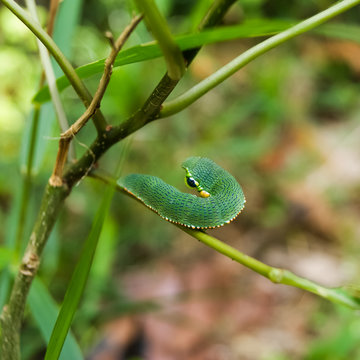 Green Caterpillar on a leaf