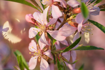 Pink almond flowers close up
