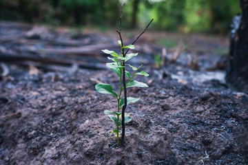 Tree grow on soil beside dead tree