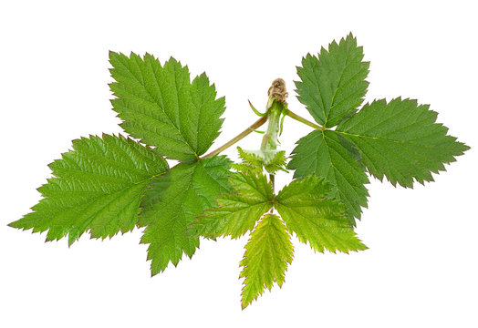 Blackberry Young Leaf On White