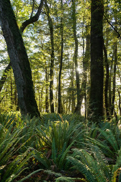 fern forest in New Zealand