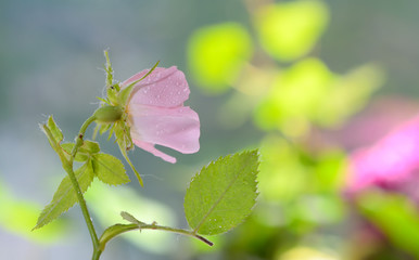 Close-up of a dog rose