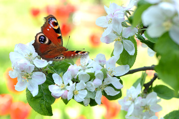 Frühling 389