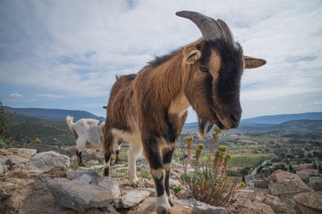 Chèvre de Provence 1