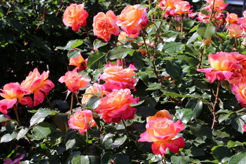 バラ　ピュアポエトリー