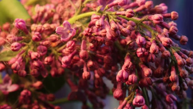 Lilac Plant Getting Alive Rebirth