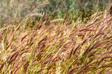 Fototapeta premium pattern flower in countryside