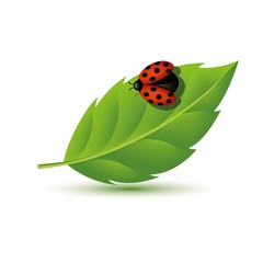 Realistic Leaf with ladybugs