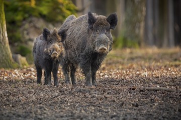 Wild boar family from european forest/big wild boar family from dark forest