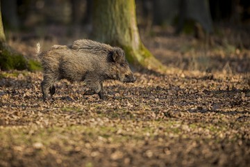 Wild boar piglet from european forest/big wild boar piglet from dark forest