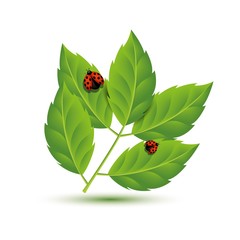 Realistic Leaf with ladybugs