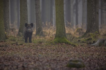 Wild boar from european forest/big wild boar from dark forest/wild boar in the forest