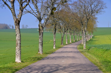 Burgund Allee im Frühling - Burgundy, tree-lined road
