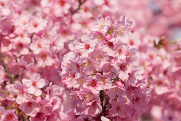 サクラ　ヨウコウ