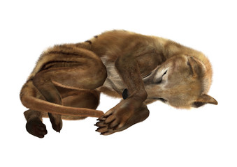 3D Rendering Thylacine on White