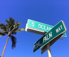 Fototapeta premium royal pointer in West Palm Beach