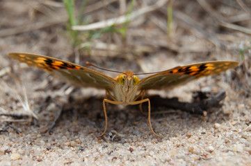 butterfly with wings spread sitting on the ground