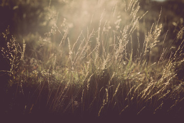 Grass in sunrise with warm light