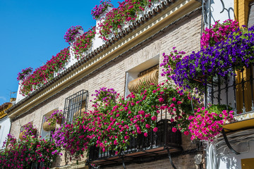 Fototapeta na wymiar Beautiful museum wall with fresh flowers in Cordoba village - Andalusia 