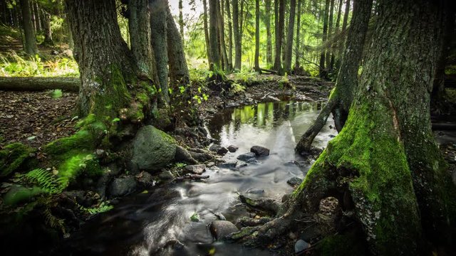 Time lapse of a small creek in the National park Tyresta, just outside of Stockholm, Sweden